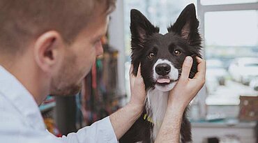 Demenz bei Hunden: Symptome, Ursachen, Behandlung und Lebenserwartung