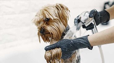 Wie oft sollten Sie Ihren Hund baden?