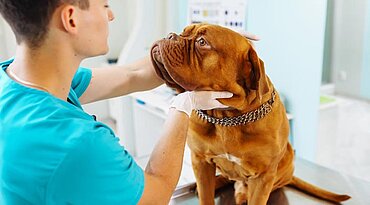Neue Empfehlungen für die Fütterung von Hunden mit Pankreatitis