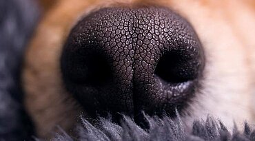 Nasen- und Nasennebenhöhlenentzündung bei Hunden