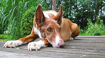 Podenco Ibicenco