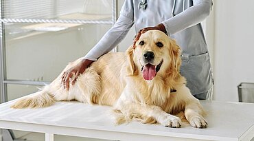 Bakterielle Infektion (Metritis) der Gebärmutter bei Hunden