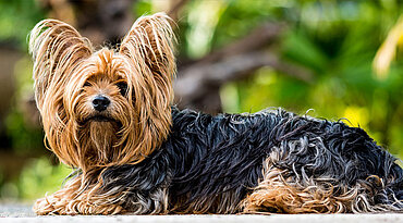 Yorkshire Terrier