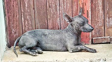 Xoloitzcuintle