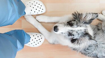 Natürliche Behandlungen zur Behandlung von Arthritis bei Hunden