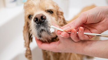 Wie man die Zähne eines Hundes reinigt: Werkzeuge und Tipps