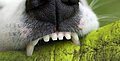 Wie viele Zähne hat ein erwachsener Hund?