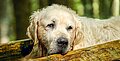 Senioren-Hundefutter für die Hundegesundheit im Alter