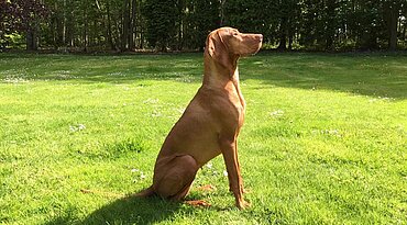 Magyar Vizsla