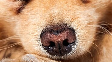 Laufende Nase bei Hunden