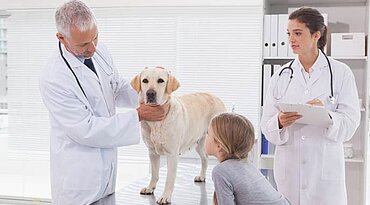 Wie Sie Vergiftungen bei Hunden vorbeugen und erkennen