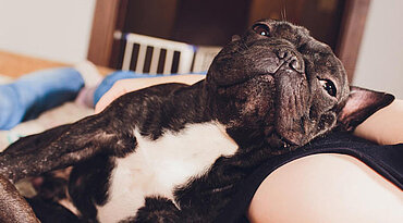 Hund Scheinschwanger