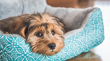 Können Hunde allergisch auf ihre Betten reagieren?