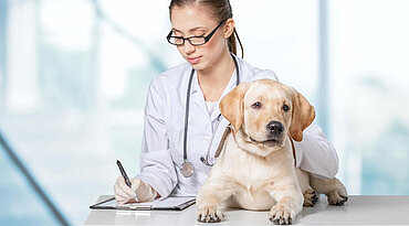 Vergrößertes Herz (Dilatative Kardiomyopathie) bei Hunden