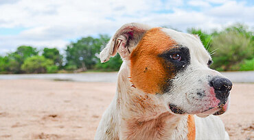 Listenhunde