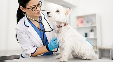 Anomalie des Harnröhrenschaftes bei Hunden