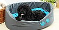 DIY-Anleitung: So baust du ein orthopädisches Hundebett selbst