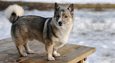 Swedish Cattle Dog