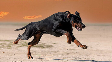 Dobermann Rasseportrait