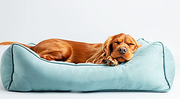 orthopädischer Hundebetten