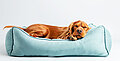 orthopädischer Hundebetten