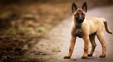 Belgischer Schäferhund - Rasseportrait