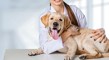 Nierenversagen bei Hunden