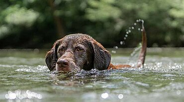 Wie Sie Ihrem Hund das Schwimmen beibringen