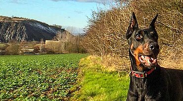 Pinscher und Schnauzer