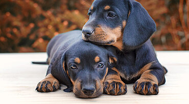 Augeninfektion bei neugeborenen Hunden