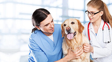 Anämie, Regenerationsstörungen bei Hunden