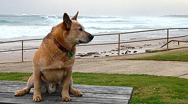 Australian Cattle Dog - Rasseportrait Australian Cattle Dog - Rasseportrait