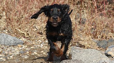 Gordon Setter