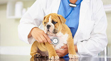 Braucht Ihr Hund eine Impfung gegen Zwingerhusten?