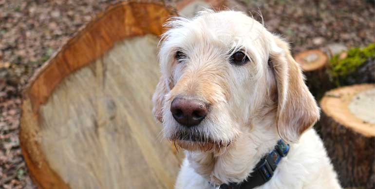 Ältere Hunde oder Welpen