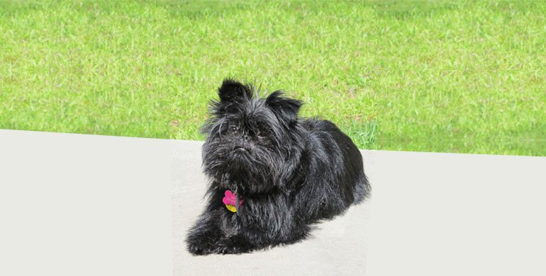 Affenpinscher