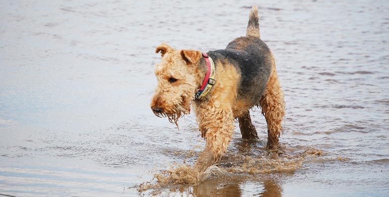 Airedale Terrier