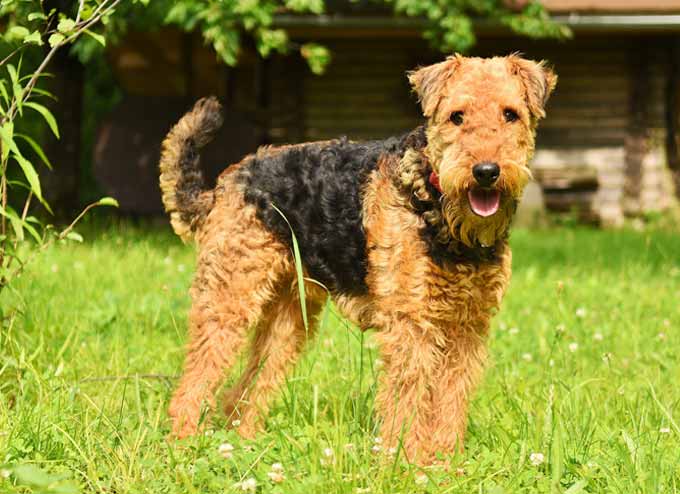 Airedale Terrier