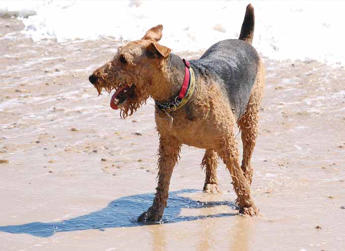 Airedale Terrier