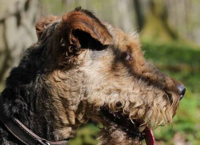 Airedale Terrier