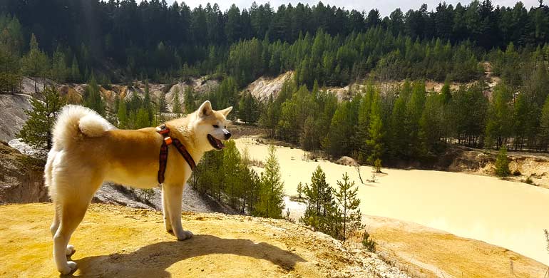 Akita Inu