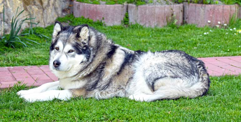 Alaska Malamute