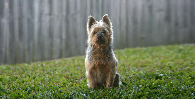 Australian Silky Terrier Australian Silky Terrier