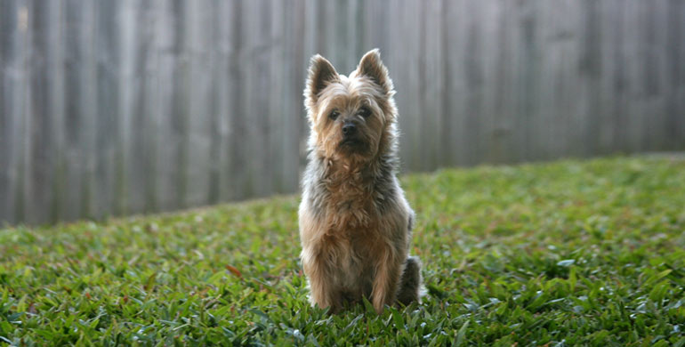 Australian Silky Terrier