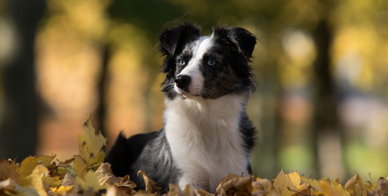 Australian Shepherd