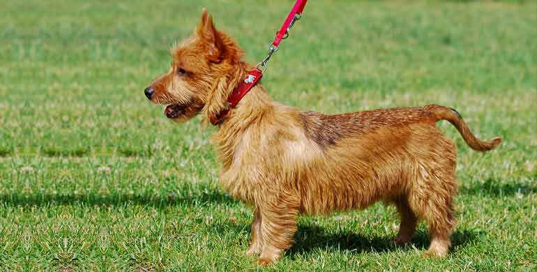 Australischer Terrier Australischer Terrier