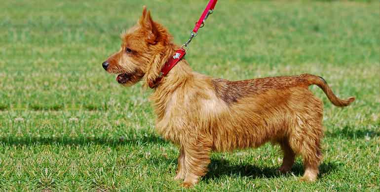 Australischer Terrier