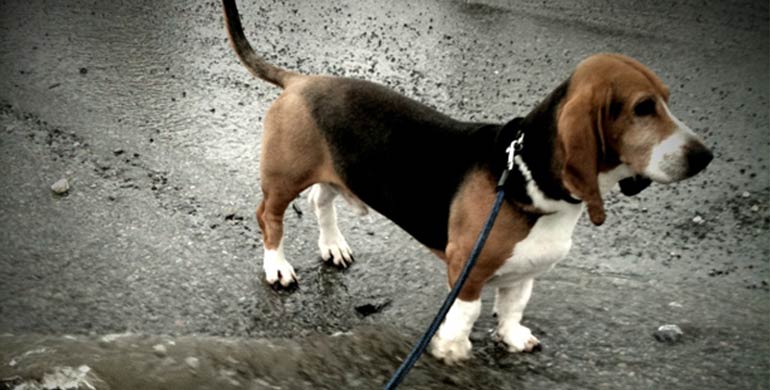 Basset artésien normand Basset artésien normand