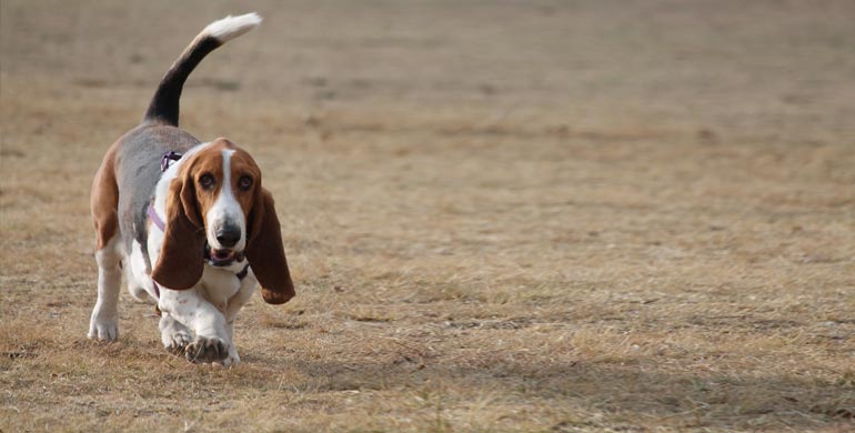 Basset Hound