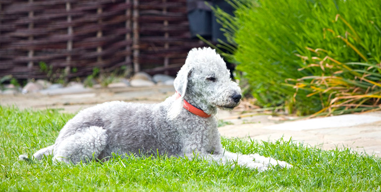 Bedlington Terrier